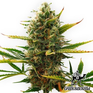Семена конопли Auto Super Skunk Feminised
